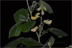 Rhynchosia bracteata